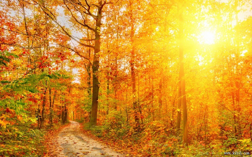 秋天的森林图片大全