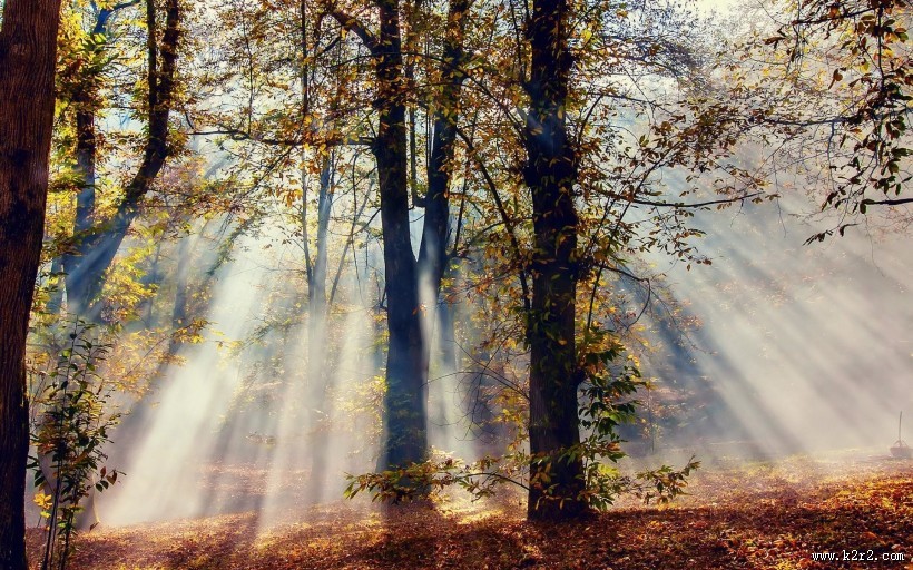 秋天的森林图片大全