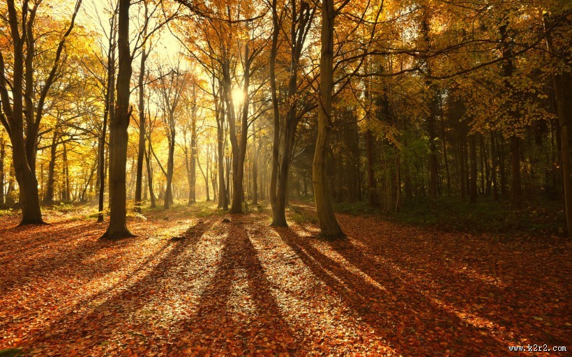 秋天的森林图片大全