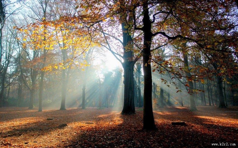秋天的森林图片大全