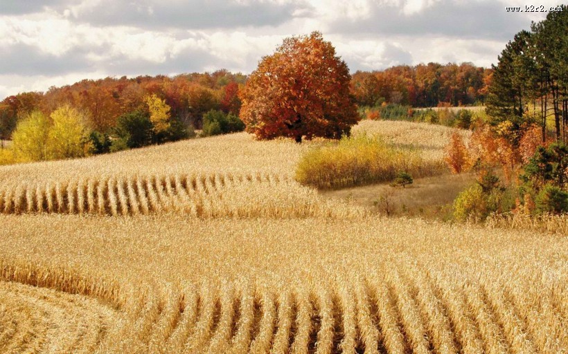 秋天丰收的美景图片大全