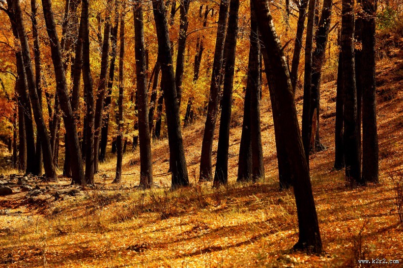 金秋森林图片