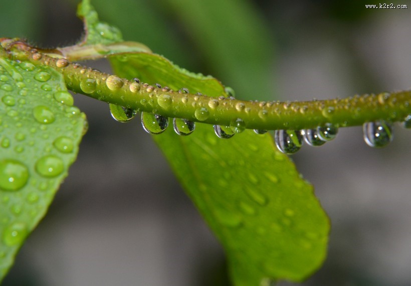唯美清新的水珠图片