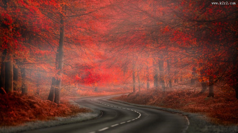 森林自然景色图片