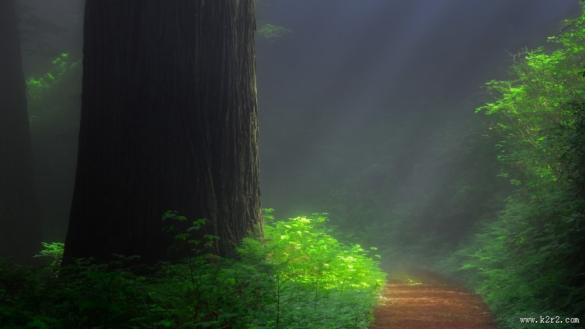 森林自然景色图片