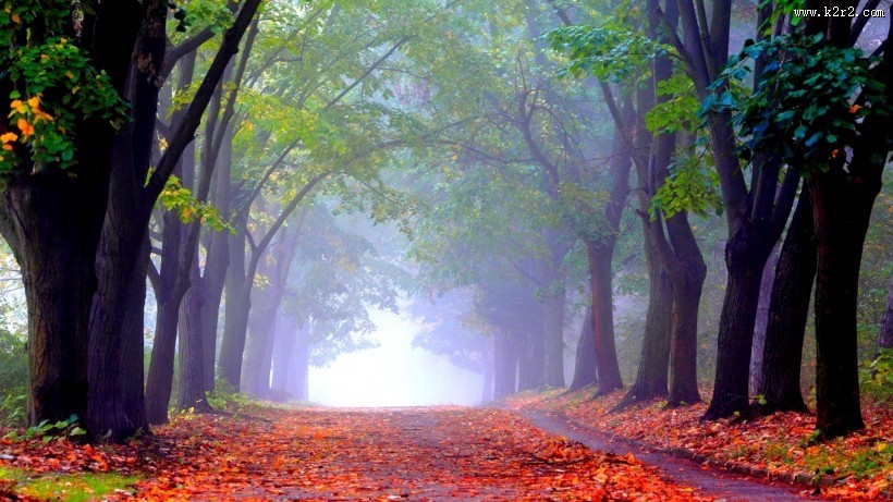 森林自然景色图片