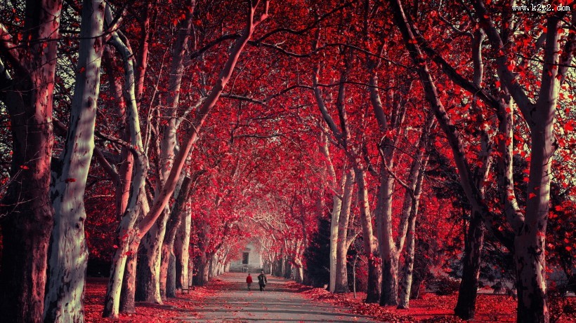 森林自然景色图片