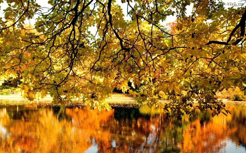 金黄秋天湖泊唯美风光图片