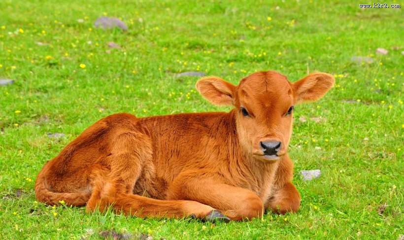 鄂克托赛河谷风光图片