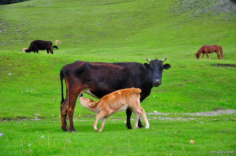 鄂克托赛河谷风光图片