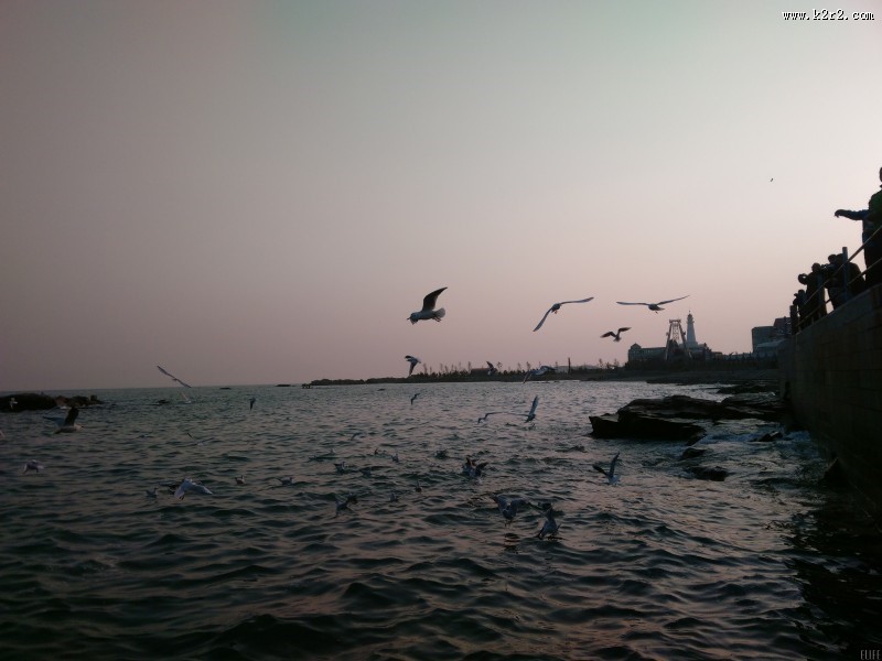 晚霞中的海鸥图片大全