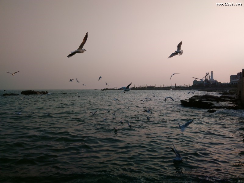 晚霞中的海鸥图片大全