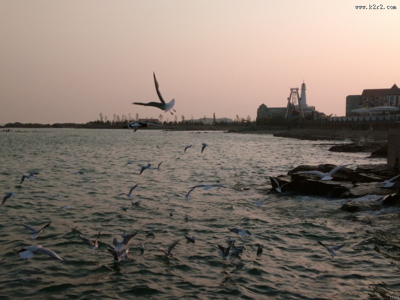 晚霞中的海鸥图片大全