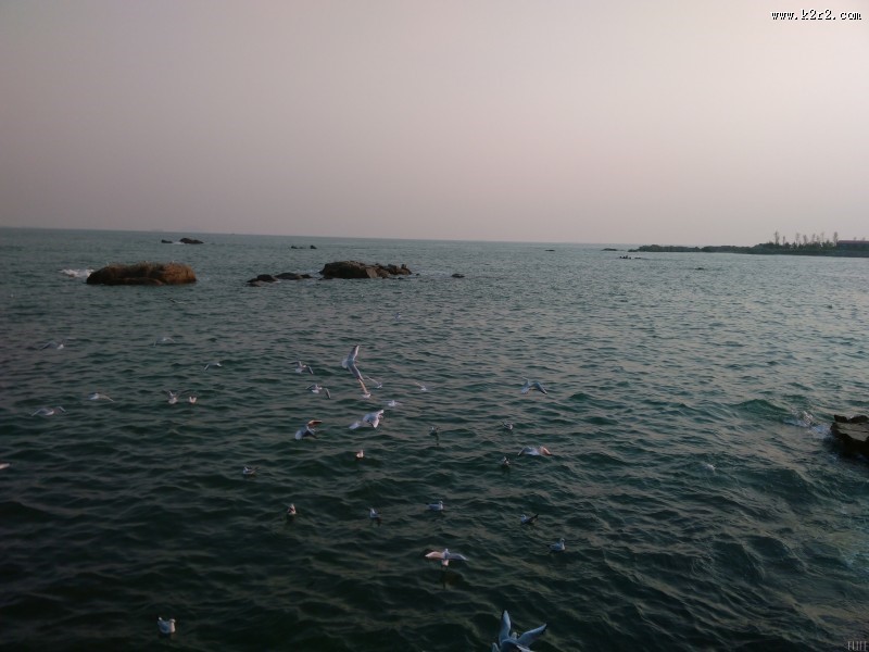 晚霞中的海鸥图片大全