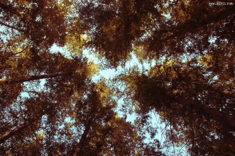 秋季树林图片大全