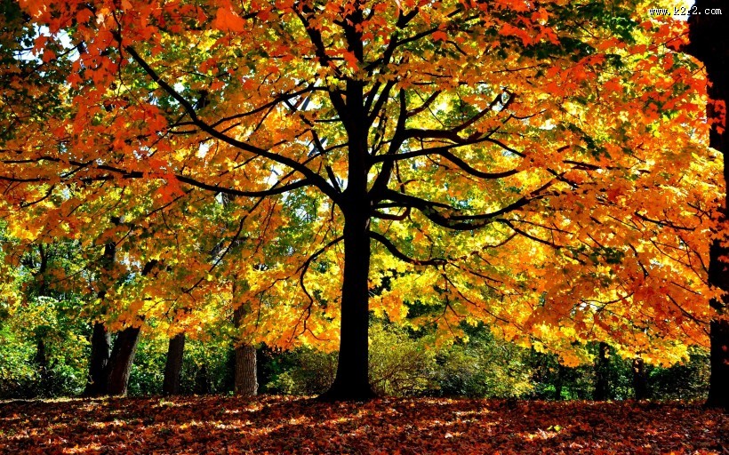 秋季树林图片大全