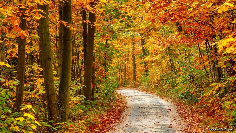 秋季树林图片大全