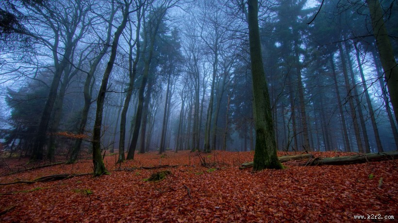 秋季树林图片大全