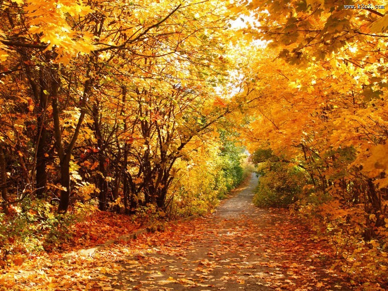 金秋森林图片大全