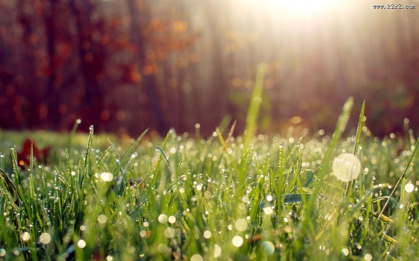 夏日晶莹的露珠图片大全