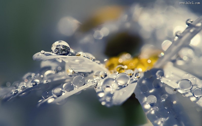 夏日晶莹的露珠图片大全