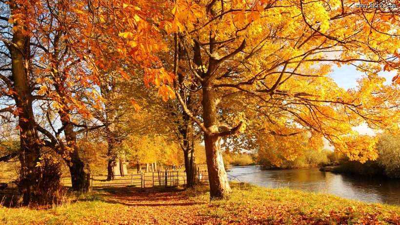 唯美的秋叶风景图片