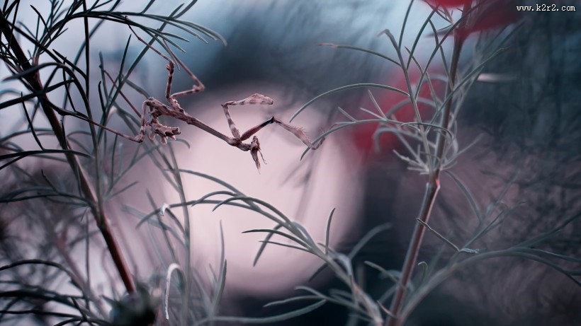 唯美的秋叶风景图片