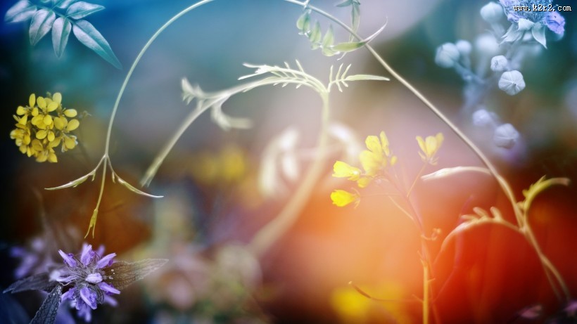 唯美的秋叶风景图片