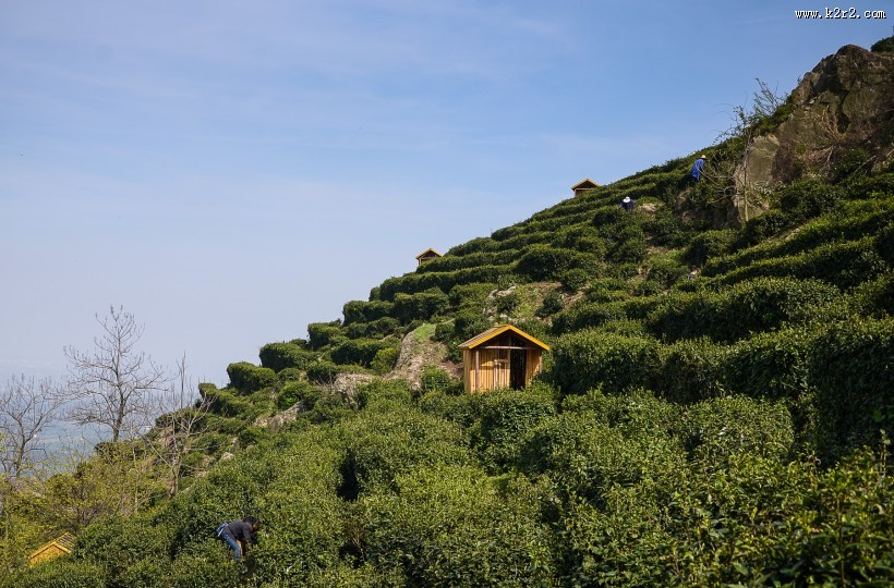清晨茶园薄雾风景图片