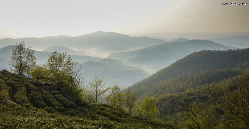 清晨茶园薄雾风景图片