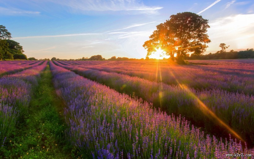 薰衣草庄园风景图片
