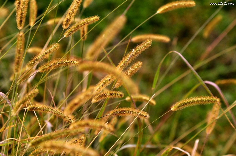 秋日花园小景图片