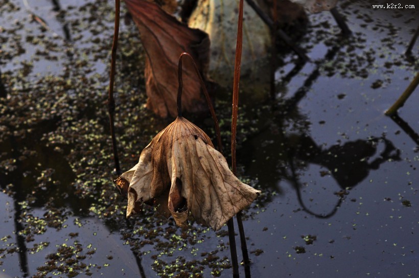 秋日花园小景图片