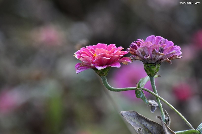 秋日花园小景图片