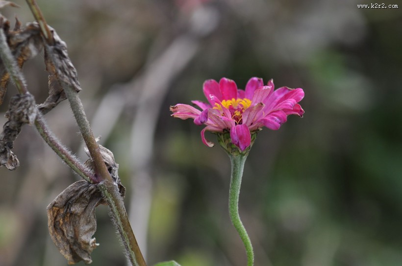 秋日花园小景图片