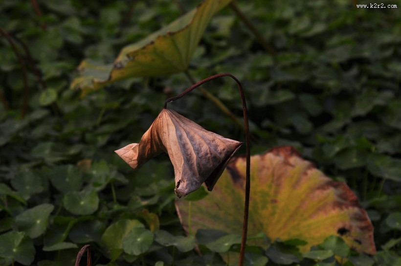 秋日花园小景图片