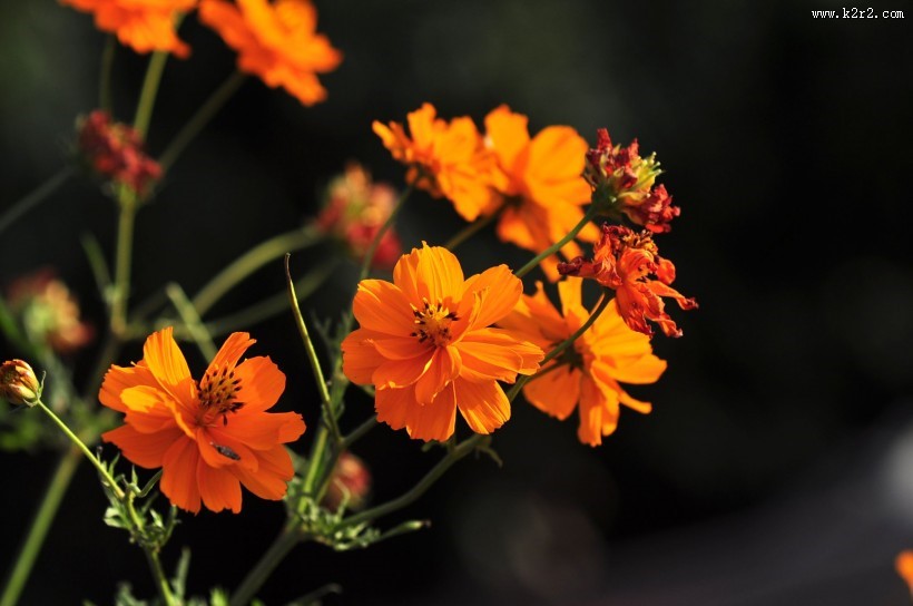 秋日花园小景图片