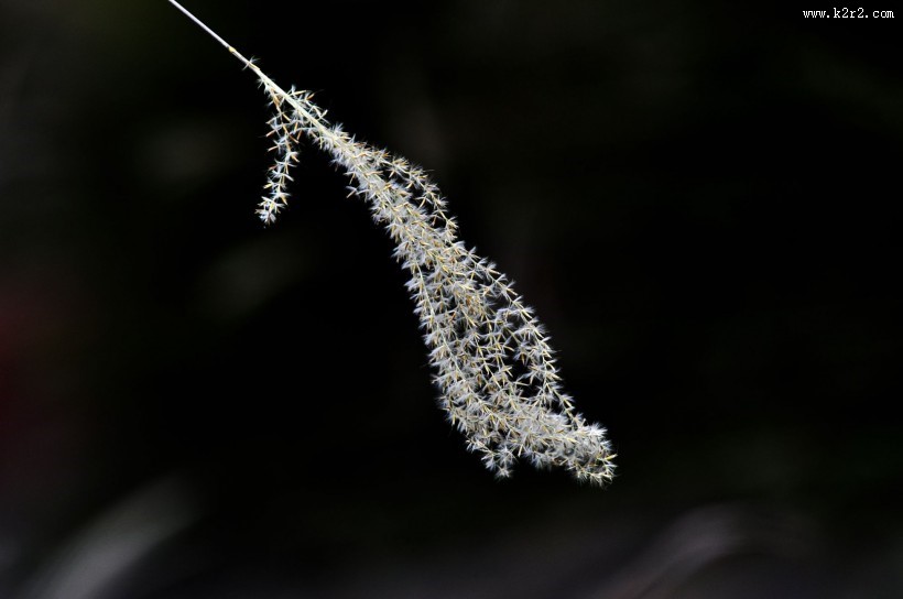 秋日花园小景图片