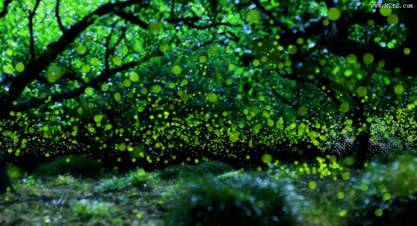 盛夏森林里的光圈图片