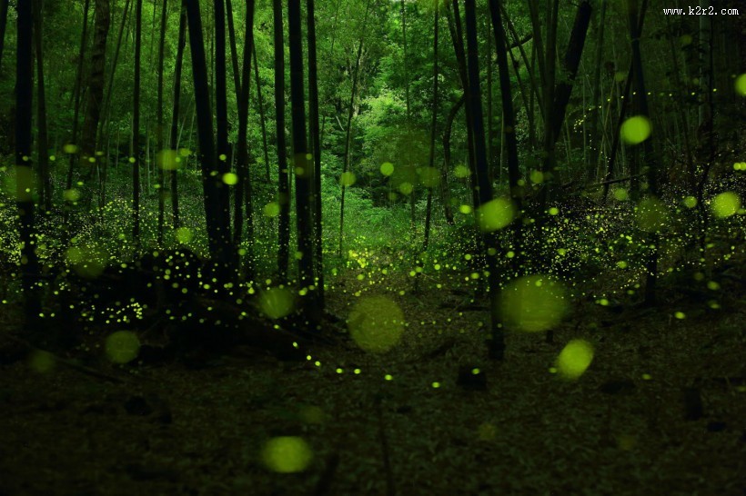 盛夏森林里的光圈图片