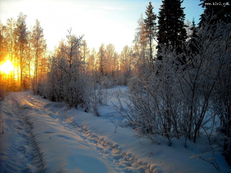 雪后的林间道路图片
