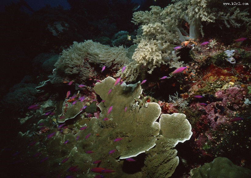 珊瑚海水底风景图片