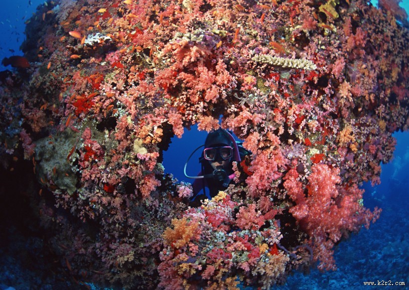 珊瑚海水底风景图片