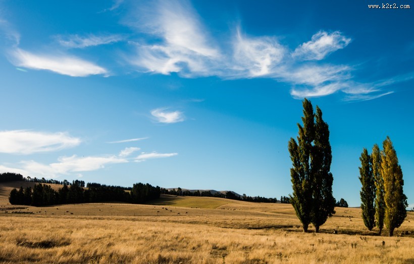 风吹麦浪风景图片