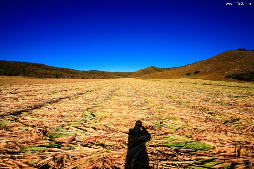 金黄色麦田风景图片