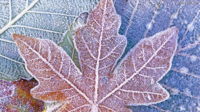 霜下的大自然图片大全