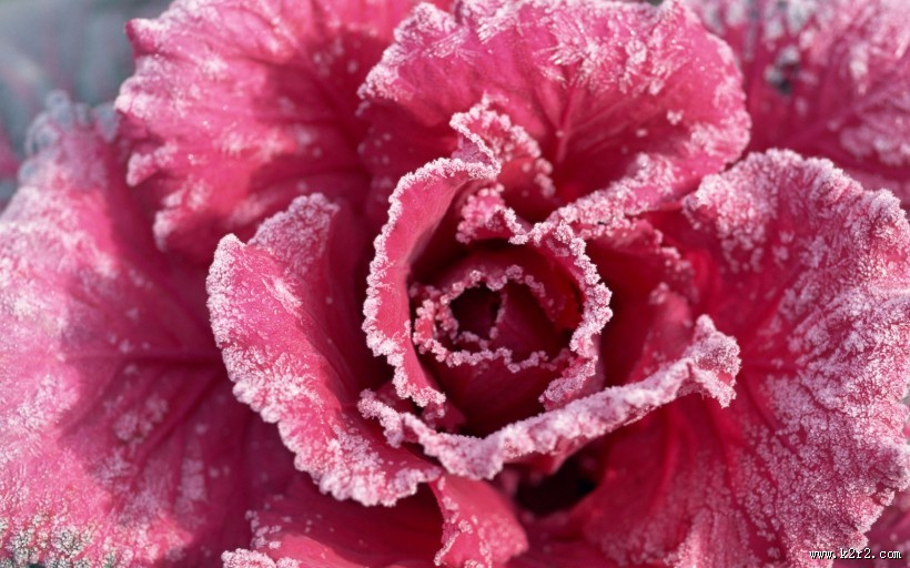 霜下的大自然图片大全