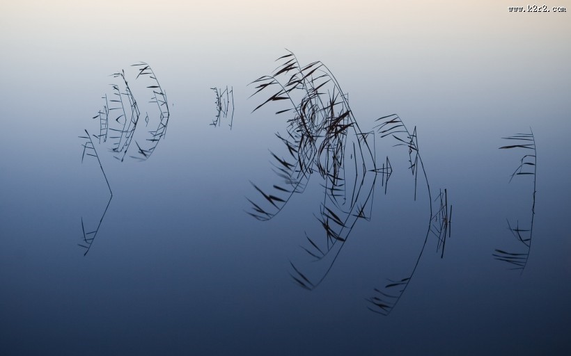 风中摇曳的芦苇图片