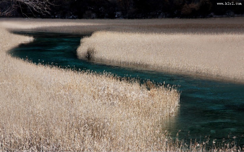 风中摇曳的芦苇图片