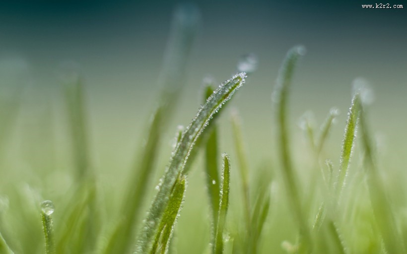 绿意盎然的青草丛图片
